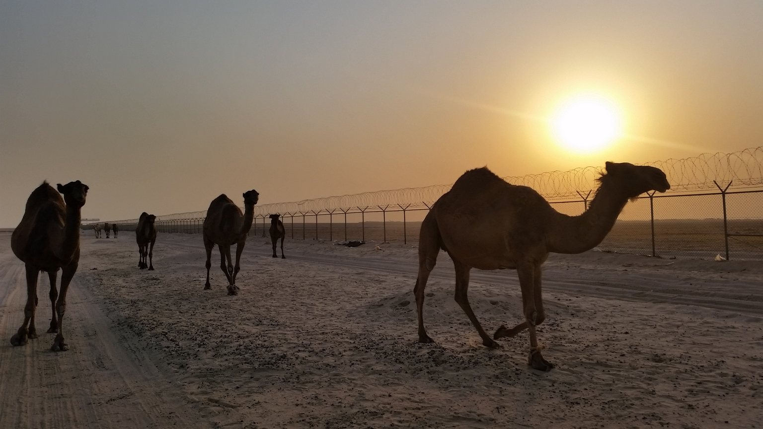 kuwait-camels